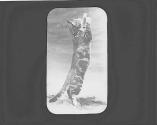 Cat standing up