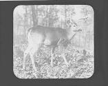 Elk
