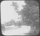 Bermuda. Royal Palms.