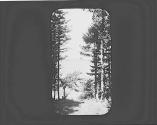 View of lake through woods, Adirondacks Trip