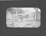 Cow behind fence, Adirondacks Trip