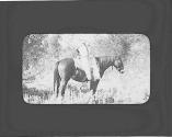 Loaded pack horse, Wyoming Trip