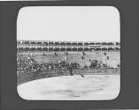 Bull in ring