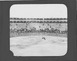 Bull fights