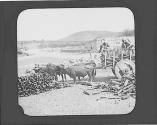 Men loading firewood into cart
