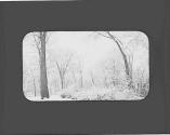 Snowy trees