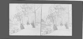 Grove Scenery -- Winter