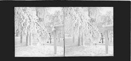 Grove Scenery -- Winter