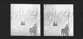Grove Scenery -- winter
