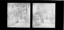 Ferry Grove -- American side -- winter