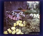 [Garden at Warner Castle, Rochester NY]