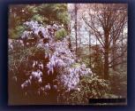 [Wisteria at Warner Castle, Rochester NY]
