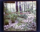[Garden at Warner Castle, Rochester NY]