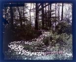 [Grounds at Warner Castle, Rochester NY]