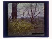Bragdon forsythia