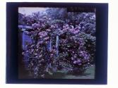 [View of garden and house (illeg.)]