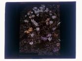 Line Crocus