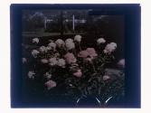 Peonies