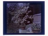 Dogwood