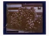 [Flowers]