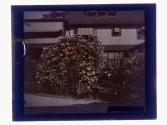 [Flowers]
