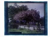 [Flowering tree]
