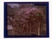 [View of garden and house]