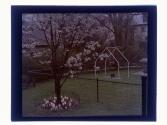 [Flowers in yard]