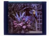 [View of garden and house]