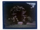 Wisteria Arch