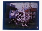 [Flowering tree]