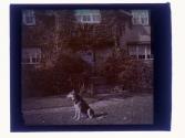 [View of house with dog]