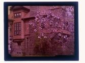 [View of house and flowers]