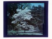 [Tree in bloom]