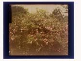 [View of house and garden]