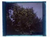 [Trees]