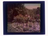 Tree roses
