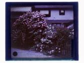 [View of house and garden]