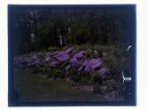 [Garden view]