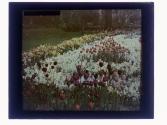 Whittle - Gardens Rochester