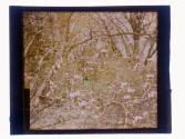 [Blossoms Mrs Elwanger McMol (?)]