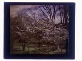 [Trees in bloom at Warner Castle, Rochester NY]