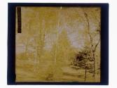 Birches in Autumn