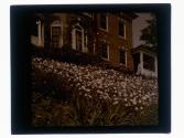 [House and flowers]