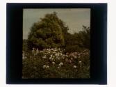 [Two women in garden]