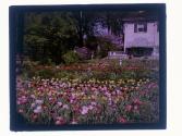 [House and garden]