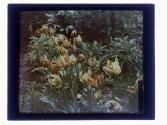 [Parrot tulips at Warner Castle garden, Rochester NY]