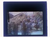 Lloyd Rose Arbor