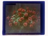Mary HArt Roses