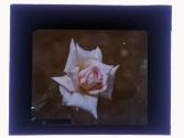 Roses cut Dreer-Rochester